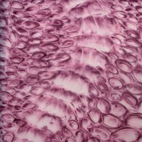 pastel rose sur calque, 35x45cm,(Coll particulière M Renard) 2006